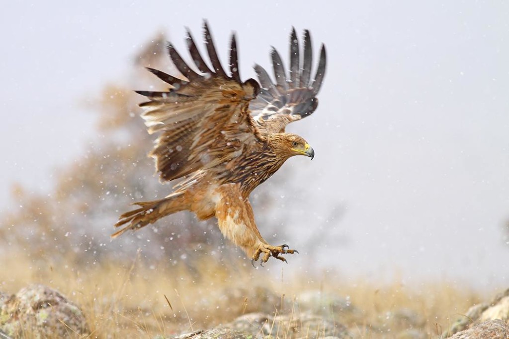 şahkartal