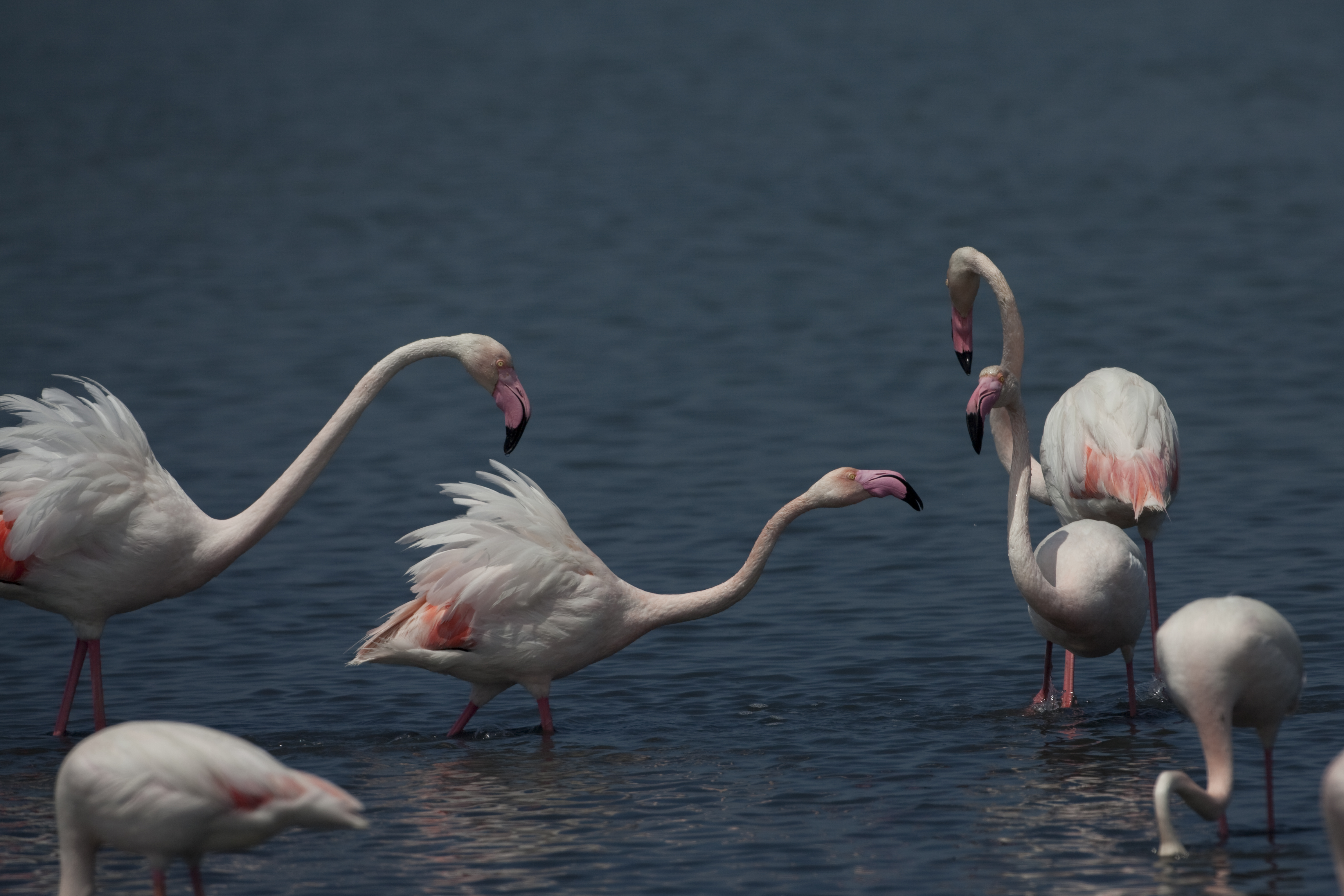 Фламинго невинномысск. Лейпциг зоопарк фламинго. Фламинго в дагестане. Колонна фламинго. Вилково миграция фламинго.