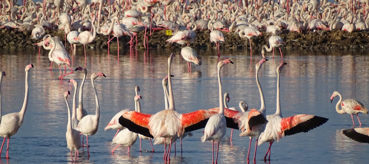 UNESCO Dünya Mirası Olmaya Hazırlanan İzmir’in Gediz Deltası’nda Üreyen Kuş Atlası Çalışması Tamamlandı